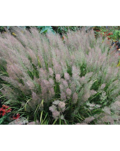 Війник коротковолосистий | Calamagrostis brachytricha | Вейник коротковолосый