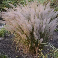 Війник коротковолосистий | Calamagrostis brachytricha | Вейник коротковолосый