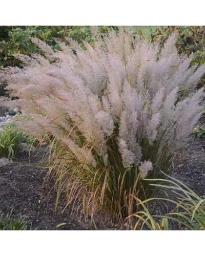 Війник коротковолосистий | Calamagrostis brachytricha | Вейник коротковолосый