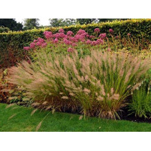 Війник коротковолосистий | Calamagrostis brachytricha | Вейник коротковолосый