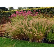 Війник коротковолосистий | Calamagrostis brachytricha | Вейник коротковолосый