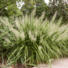 Війник коротковолосистий | Calamagrostis brachytricha | Вейник коротковолосый