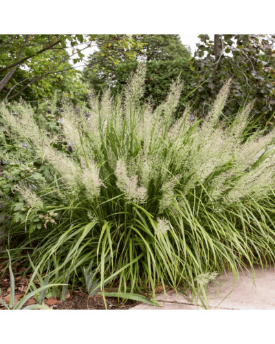 Війник коротковолосистий | Calamagrostis brachytricha | Вейник коротковолосый