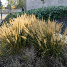 Війник коротковолосистий | Calamagrostis brachytricha | Вейник коротковолосый