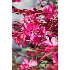 Гаура Ліндхеймера ‘Варієгата Роуз’ | Gaura lindheimeri ‘Variegata Rose’ | Гаура Линдхеймера ’Вариегата Роуз’
