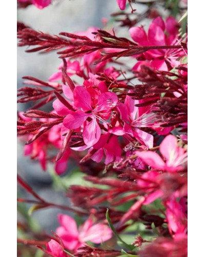 Гаура Ліндхеймера ‘Варієгата Роуз’ | Gaura lindheimeri ‘Variegata Rose’ | Гаура Линдхеймера ’Вариегата Роуз’