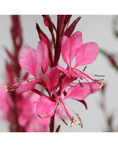 Гаура Ліндхеймера ‘Варієгата Роуз’ | Gaura lindheimeri ‘Variegata Rose’ | Гаура Линдхеймера ’Вариегата Роуз’