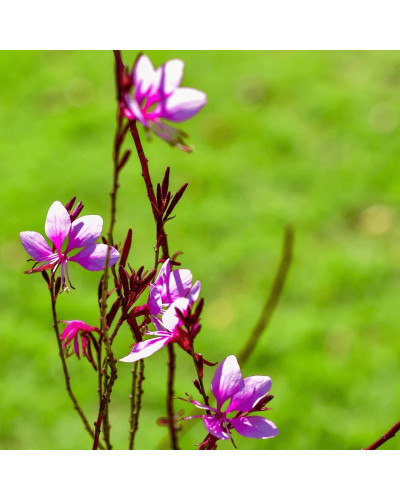 Гаура Ліндхеймера ‘Варієгата Роуз’ | Gaura lindheimeri ‘Variegata Rose’ | Гаура Линдхеймера ’Вариегата Роуз’