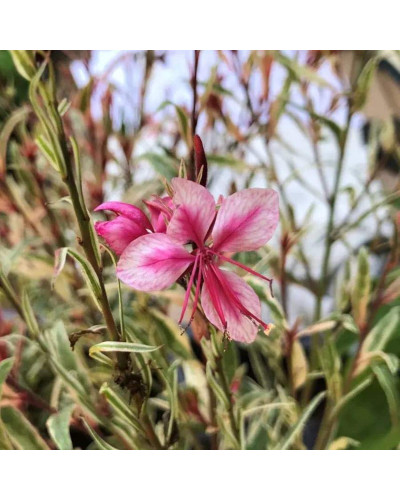 Гаура Ліндхеймера ‘Варієгата Роуз’ | Gaura lindheimeri ‘Variegata Rose’ | Гаура Линдхеймера ’Вариегата Роуз’