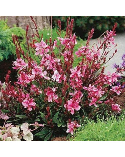 Гаура Ліндхеймера ‘Варієгата Роуз’ | Gaura lindheimeri ‘Variegata Rose’ | Гаура Линдхеймера ’Вариегата Роуз’