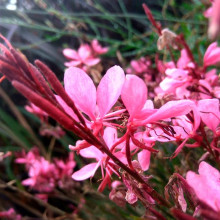 Гаура Ліндхеймера ‘Варієгата Роуз’ | Gaura lindheimeri ‘Variegata Rose’ | Гаура Линдхеймера ’Вариегата Роуз’