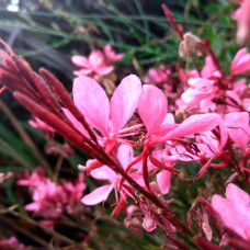 Гаура Ліндхеймера ‘Варієгата Роуз’ | Gaura lindheimeri ‘Variegata Rose’ | Гаура Линдхеймера ’Вариегата Роуз’