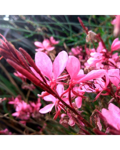 Гаура Ліндхеймера ‘Варієгата Роуз’ | Gaura lindheimeri ‘Variegata Rose’ | Гаура Линдхеймера ’Вариегата Роуз’