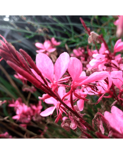 Гаура Ліндхеймера ‘Варієгата Роуз’ | Gaura lindheimeri ‘Variegata Rose’ | Гаура Линдхеймера ’Вариегата Роуз’