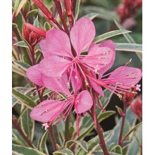 Гаура Ліндхеймера ‘Варієгата Роуз’ | Gaura lindheimeri ‘Variegata Rose’ | Гаура Линдхеймера ’Вариегата Роуз’