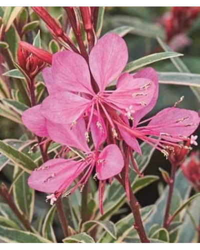 Гаура Ліндхеймера ‘Варієгата Роуз’ | Gaura lindheimeri ‘Variegata Rose’ | Гаура Линдхеймера ’Вариегата Роуз’