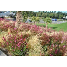 Гаура Ліндхеймера ‘Варієгата Роуз’ | Gaura lindheimeri ‘Variegata Rose’ | Гаура Линдхеймера ’Вариегата Роуз’