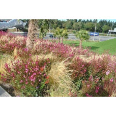 Гаура Ліндхеймера ‘Варієгата Роуз’ | Gaura lindheimeri ‘Variegata Rose’ | Гаура Линдхеймера ’Вариегата Роуз’
