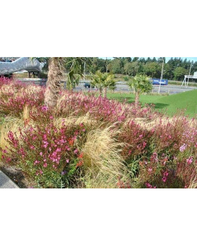 Гаура Ліндхеймера ‘Варієгата Роуз’ | Gaura lindheimeri ‘Variegata Rose’ | Гаура Линдхеймера ’Вариегата Роуз’