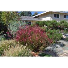 Гаура Ліндхеймера ‘Варієгата Роуз’ | Gaura lindheimeri ‘Variegata Rose’ | Гаура Линдхеймера ’Вариегата Роуз’