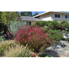 Гаура Ліндхеймера ‘Варієгата Роуз’ | Gaura lindheimeri ‘Variegata Rose’ | Гаура Линдхеймера ’Вариегата Роуз’