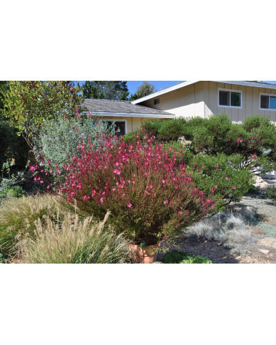Гаура Ліндхеймера ‘Варієгата Роуз’ | Gaura lindheimeri ‘Variegata Rose’ | Гаура Линдхеймера ’Вариегата Роуз’
