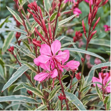 Гаура Ліндхеймера ‘Варієгата Роуз’ | Gaura lindheimeri ‘Variegata Rose’ | Гаура Линдхеймера ’Вариегата Роуз’