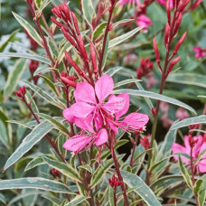 Гаура Ліндхеймера ‘Варієгата Роуз’ | Gaura lindheimeri ‘Variegata Rose’ | Гаура Линдхеймера ’Вариегата Роуз’