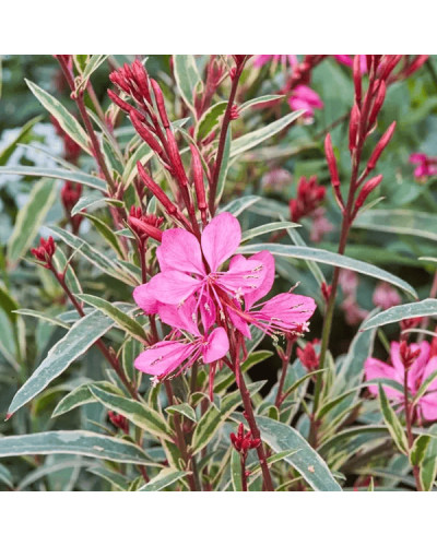 Гаура Ліндхеймера ‘Варієгата Роуз’ | Gaura lindheimeri ‘Variegata Rose’ | Гаура Линдхеймера ’Вариегата Роуз’