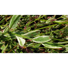 Гаура Ліндхеймера ‘Варієгата Роуз’ | Gaura lindheimeri ‘Variegata Rose’ | Гаура Линдхеймера ’Вариегата Роуз’