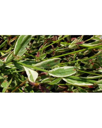 Гаура Ліндхеймера ‘Варієгата Роуз’ | Gaura lindheimeri ‘Variegata Rose’ | Гаура Линдхеймера ’Вариегата Роуз’