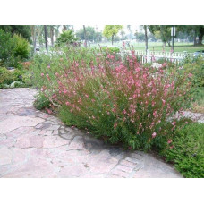 Гаура Ліндхеймера ‘Варієгата Роуз’ | Gaura lindheimeri ‘Variegata Rose’ | Гаура Линдхеймера ’Вариегата Роуз’