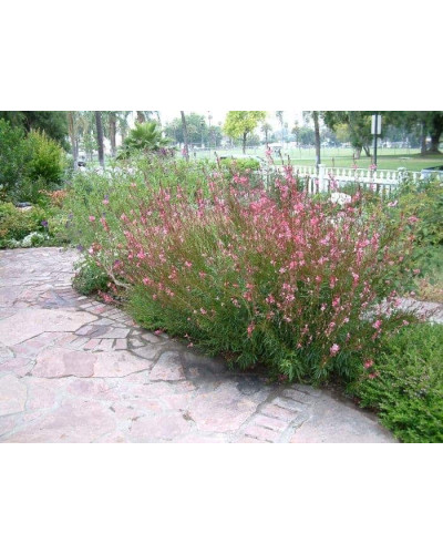 Гаура Ліндхеймера ‘Варієгата Роуз’ | Gaura lindheimeri ‘Variegata Rose’ | Гаура Линдхеймера ’Вариегата Роуз’