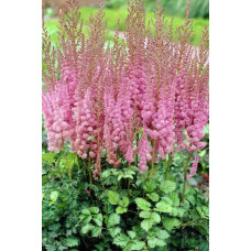 Астильба китайська Суперба | Астильба китайская Суперба | Astilbe chinensis Superba