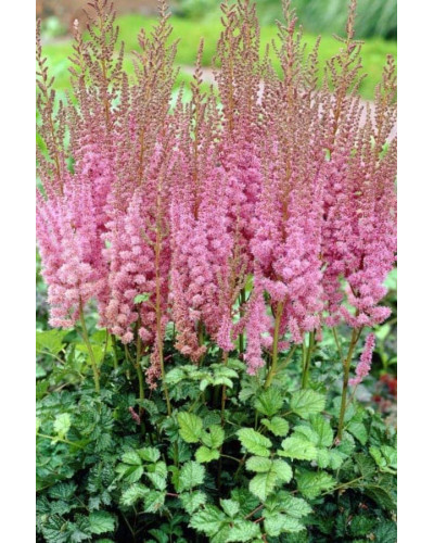 Астильба китайська Суперба | Астильба китайская Суперба | Astilbe chinensis Superba