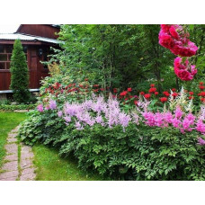 Астильба китайська Суперба | Астильба китайская Суперба | Astilbe chinensis Superba