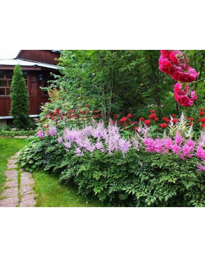Астильба китайська Суперба | Астильба китайская Суперба | Astilbe chinensis Superba