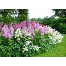 Астильба китайська Суперба | Астильба китайская Суперба | Astilbe chinensis Superba