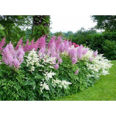 Астильба китайська Суперба | Астильба китайская Суперба | Astilbe chinensis Superba