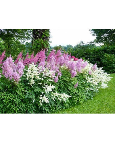 Астильба китайська Суперба | Астильба китайская Суперба | Astilbe chinensis Superba