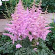 Астильба китайська Суперба | Астильба китайская Суперба | Astilbe chinensis Superba