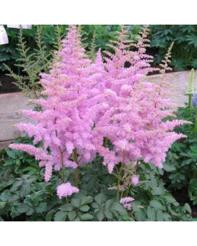 Астильба китайська Суперба | Астильба китайская Суперба | Astilbe chinensis Superba