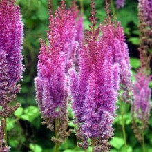 Астильба китайська Суперба | Астильба китайская Суперба | Astilbe chinensis Superba