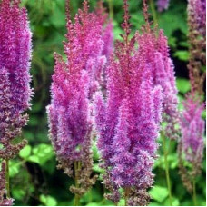 Астильба китайська Суперба | Астильба китайская Суперба | Astilbe chinensis Superba