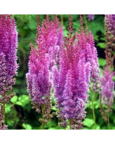 Астильба китайська Суперба | Астильба китайская Суперба | Astilbe chinensis Superba