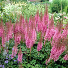 Астильба китайська Суперба | Астильба китайская Суперба | Astilbe chinensis Superba
