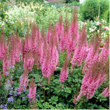 Астильба китайська Суперба | Астильба китайская Суперба | Astilbe chinensis Superba