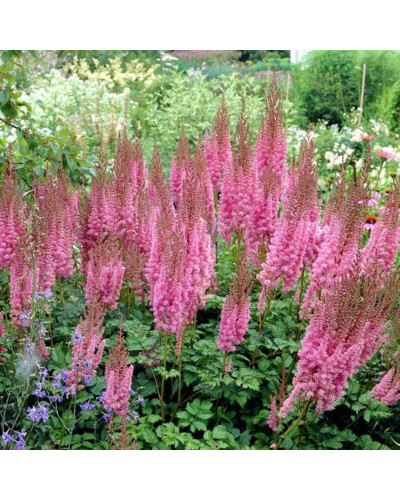 Астильба китайська Суперба | Астильба китайская Суперба | Astilbe chinensis Superba