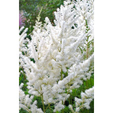 Астильба Арендса Діамант | Астильба Арендса Диамант | Astilbe Arendsii Diamant