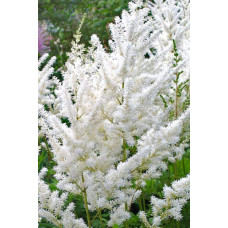 Астильба Арендса Діамант | Астильба Арендса Диамант | Astilbe Arendsii Diamant